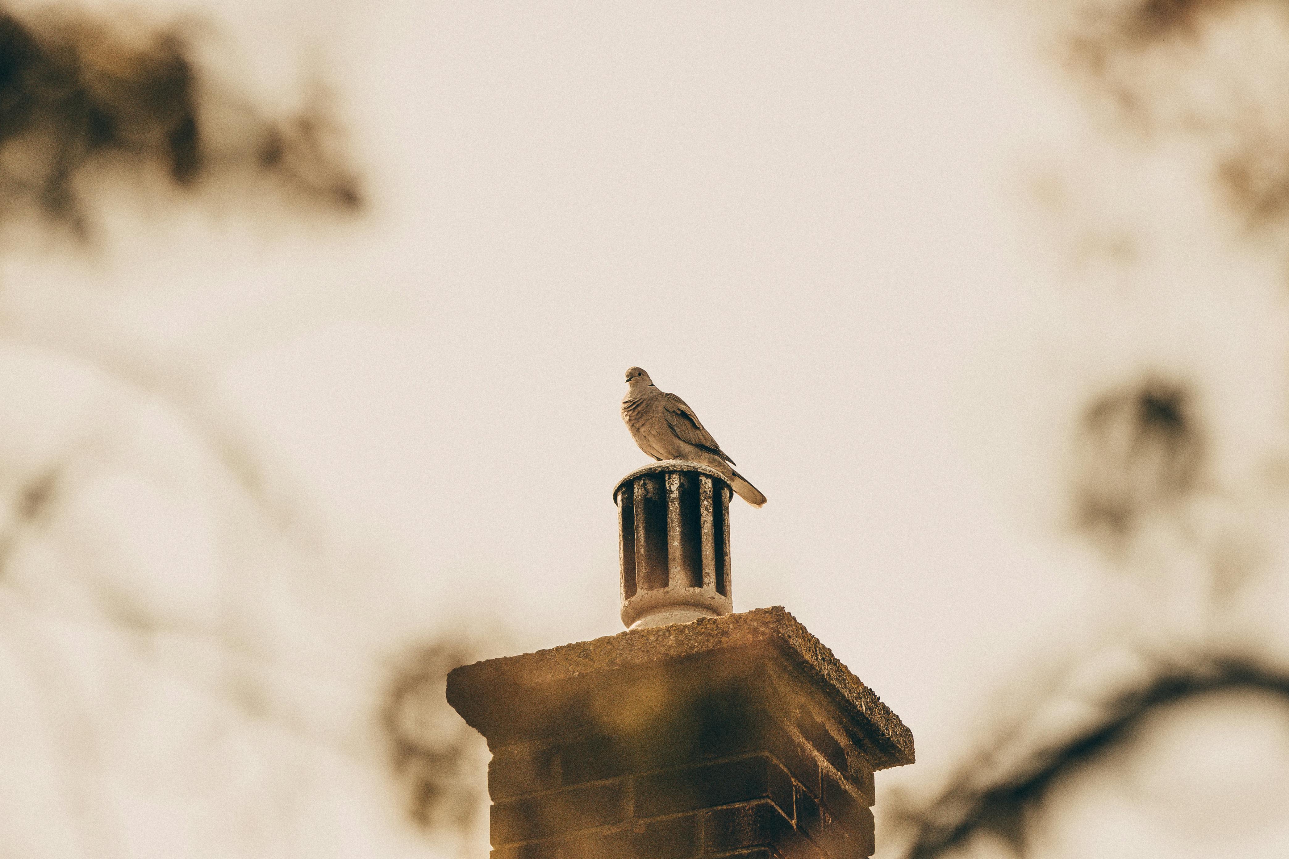 Expert Chimney Cap Installation in Chelsea, Massachusetts